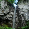 Forest Protection