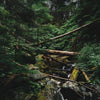 Forest Protection